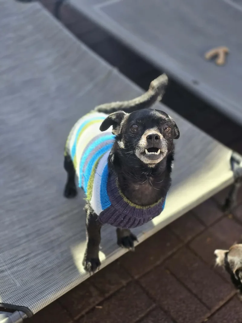 Bullet Rogan thumbnail 2