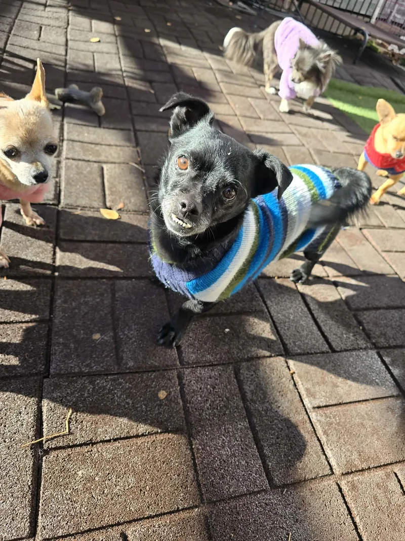 Bullet Rogan thumbnail 3