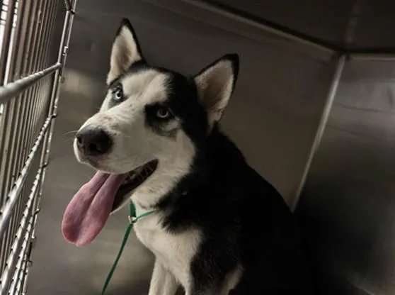 A young medium-sized male Husky dog named Marty for adoption in Van Nuys, CA