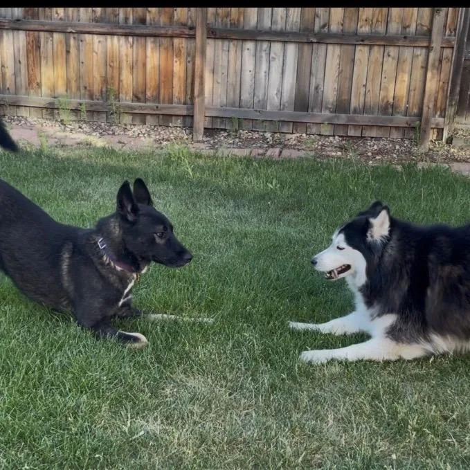 An adult large-sized male Black Belgian Shepherd / Malinois dog named Max a Million for adoption in Lakewood, CO