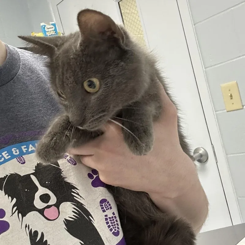 A young medium-sized female Gray / Blue / Silver Domestic Short Hair cat named Betty for adoption in Indianapolis, IN