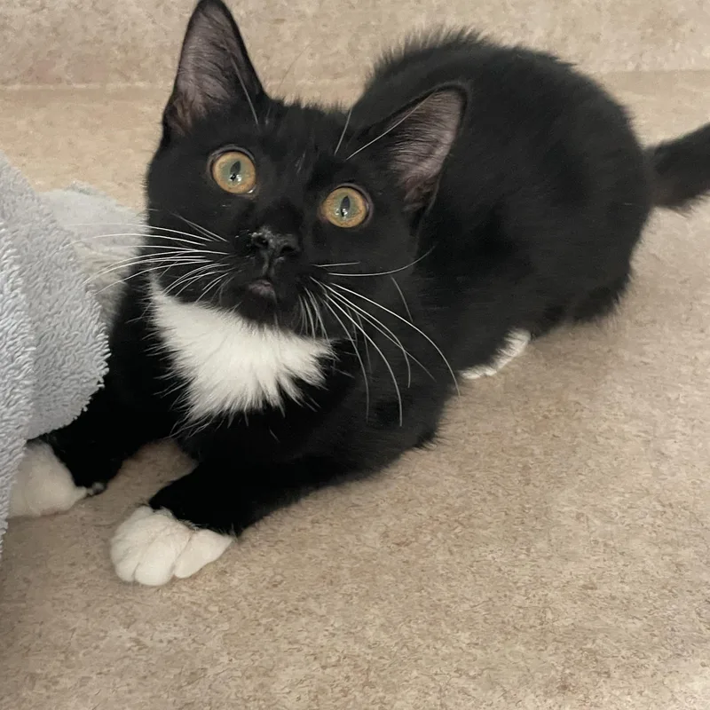 A baby medium-sized female Black & White / Tuxedo Domestic Short Hair cat named Wiggles for adoption in Lacon, IL