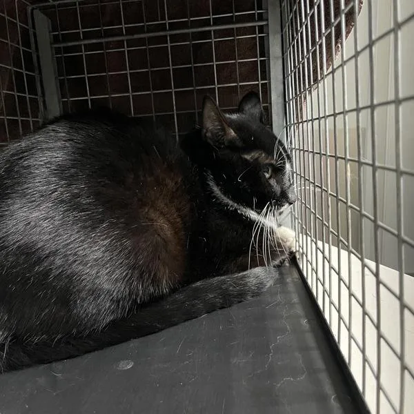 A young small-sized male Domestic Short Hair cat named Isaac for adoption in Des Moines, IA