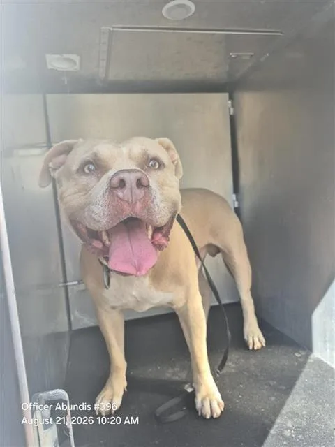 An adult large-sized male American Staffordshire Terrier dog named Tang for adoption in San Antonio, TX