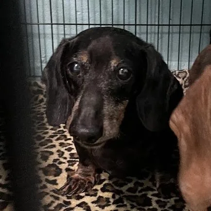 A senior small-sized male Black Dachshund dog named D for adoption in Port Charlotte, FL