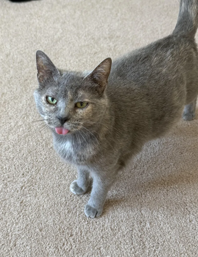 Mama Pizza thumbnail 2