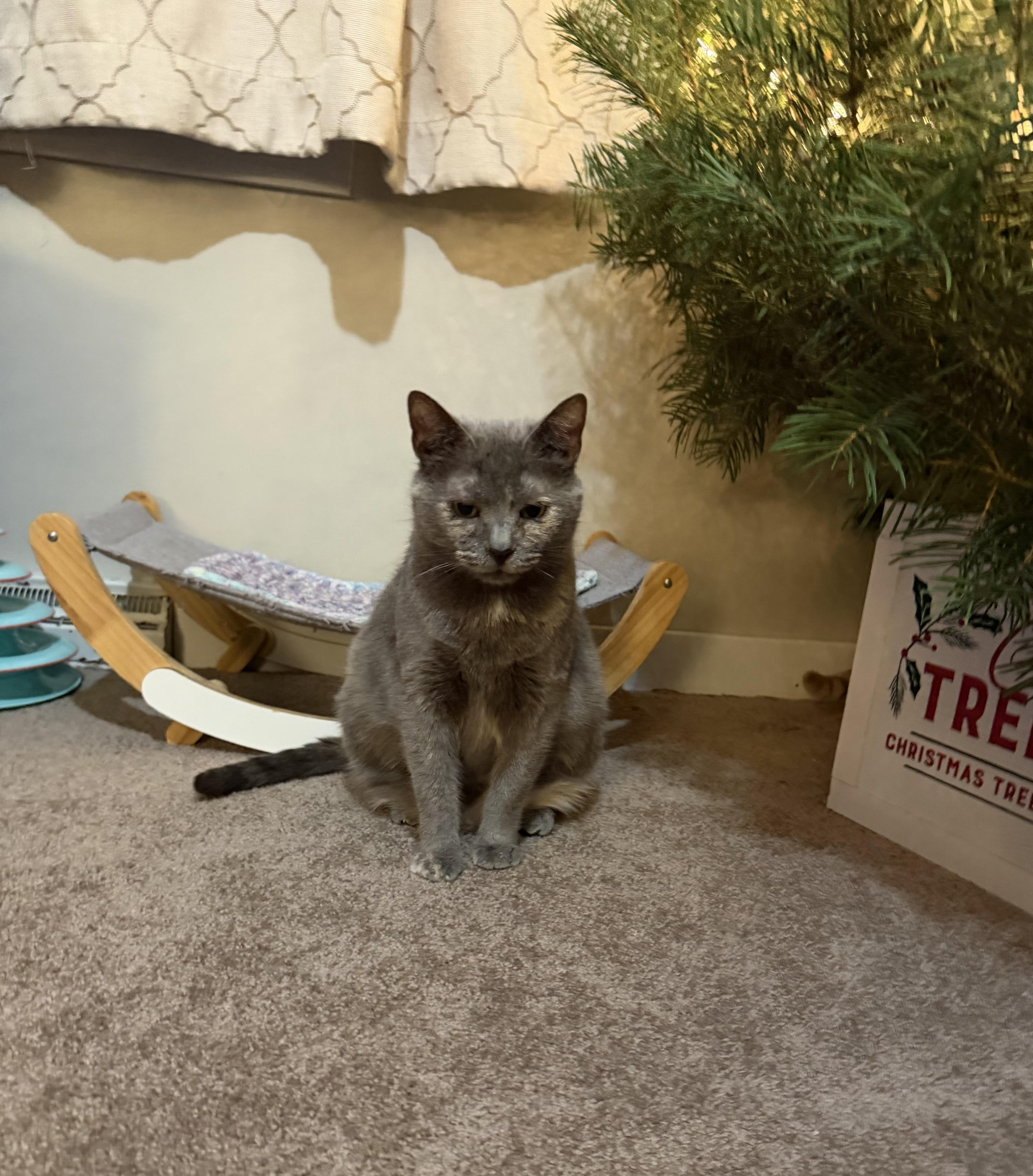 Mama Pizza thumbnail 3