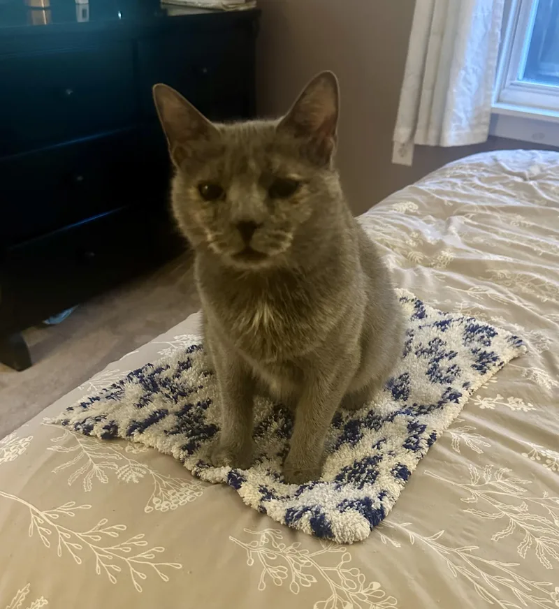 Mama Pizza thumbnail 5