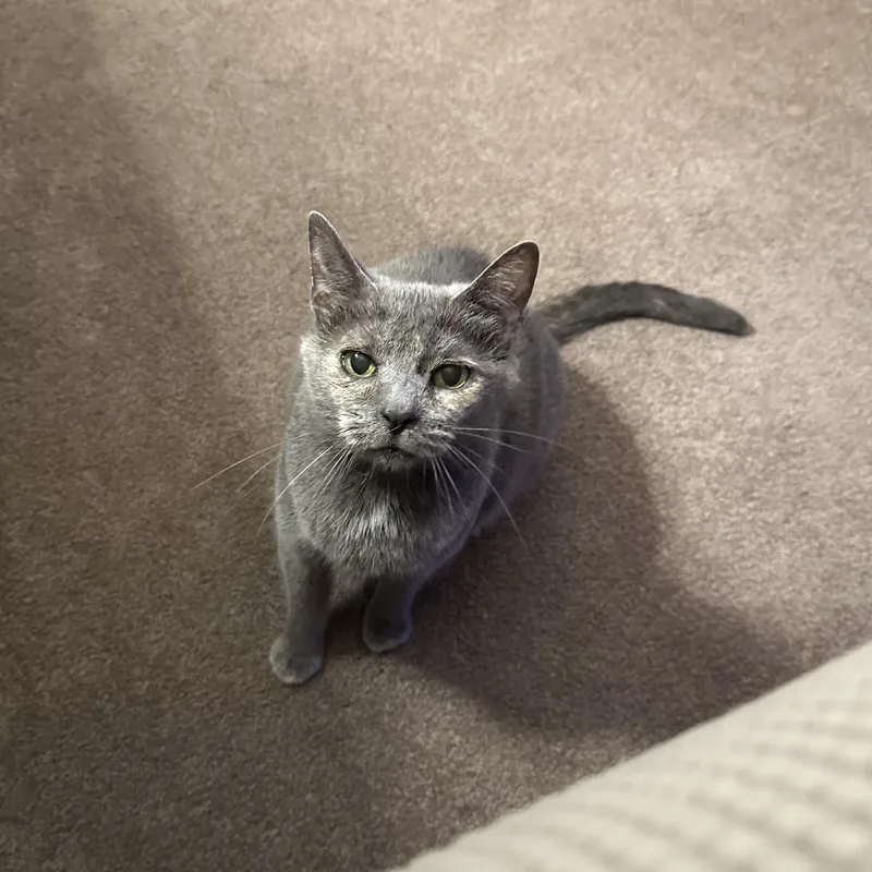 Mama Pizza thumbnail 6