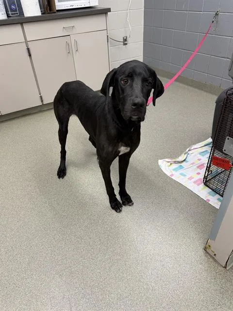 A young large-sized male Labrador Retriever dog named Moose for adoption in Omaha, NE