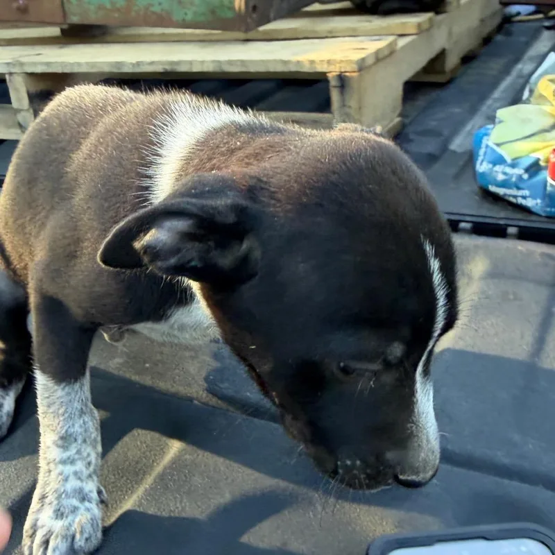A baby medium-sized male Black Australian Cattle Dog / Blue Heeler dog named Pablo for adoption in Pittsburg, KS