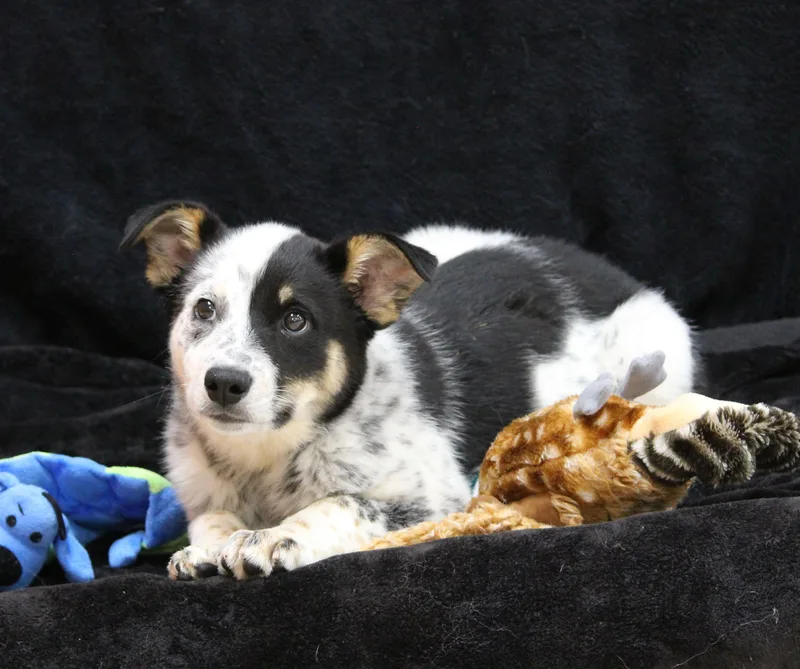 A baby medium-sized male Australian Cattle Dog / Blue Heeler dog named Garth for adoption in Portage, WI