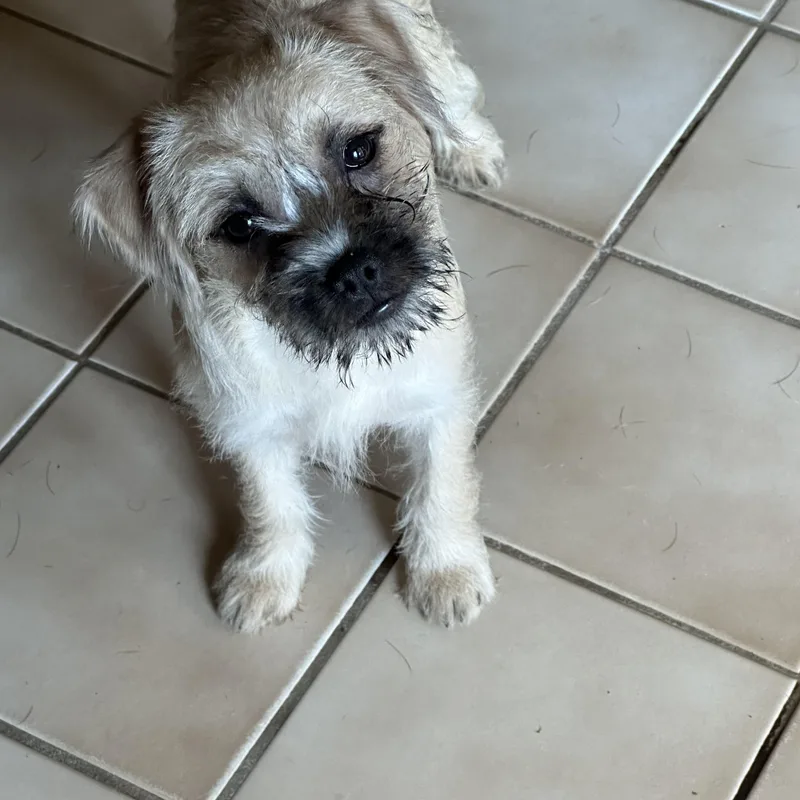 A baby small-sized female Yellow / Tan / Blond / Fawn Pug dog named Cinnamon for adoption in Clinton Twp, MI