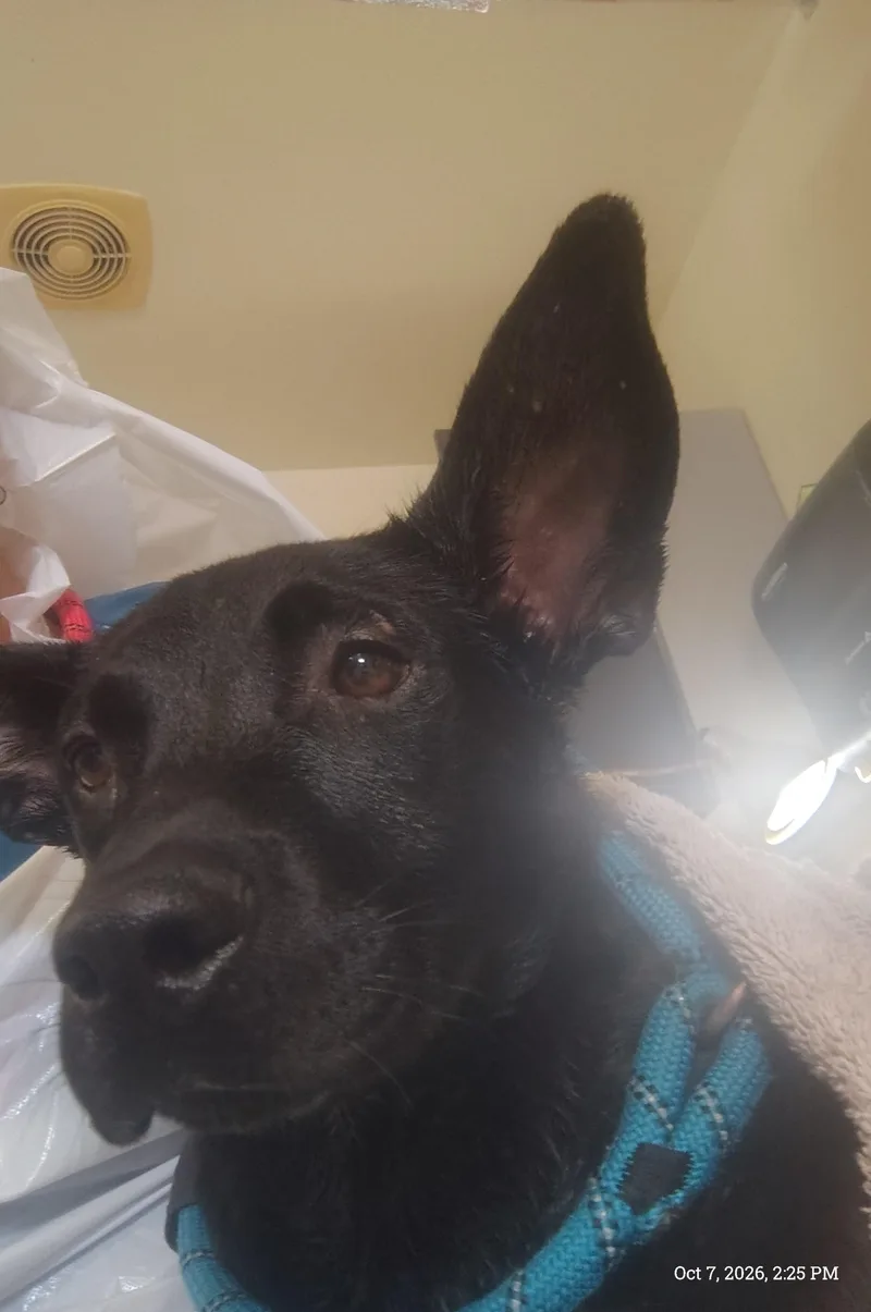 A baby medium-sized female Black Dutch Shepherd dog named Chloe for adoption in Parker, AZ