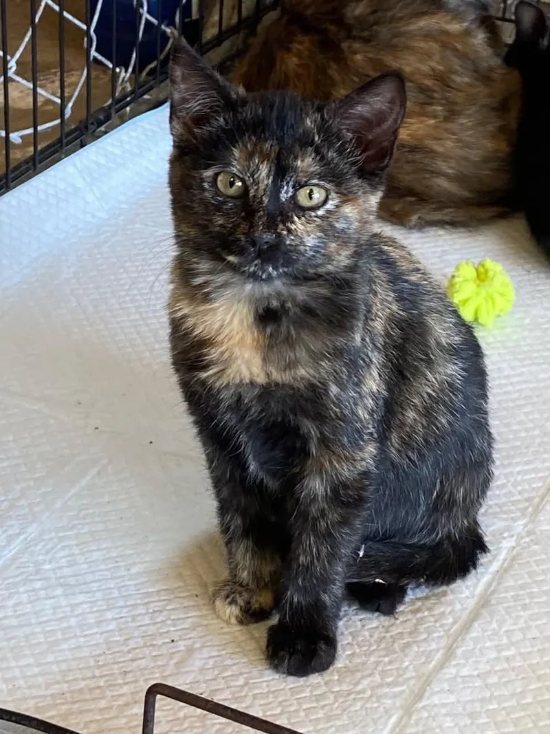 A baby small-sized female Tortoiseshell cat named Ginger C Therrien for adoption in Saunderstown, RI