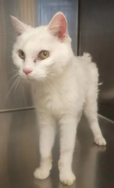 A senior medium-sized female Domestic Medium Hair cat named Cindy for adoption in Castaic, CA