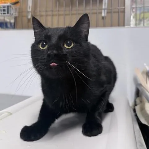 An adult large-sized male Black Domestic Short Hair cat named Toothpick for adoption in New York, NY