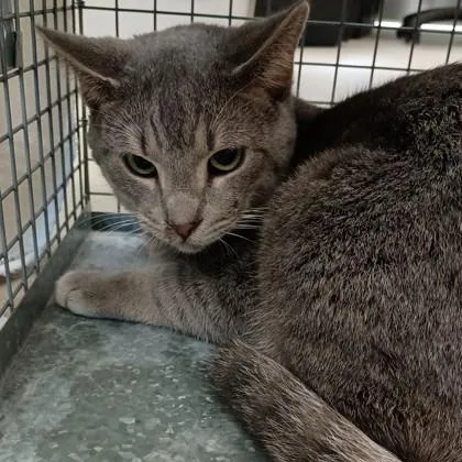 Mozzarella thumbnail 2