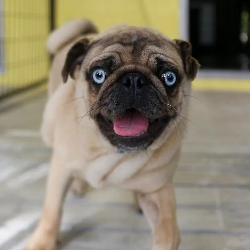 A young small-sized male Yellow / Tan / Blond / Fawn Pug dog named Tomato for adoption in Bradenton, FL