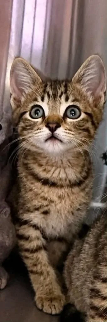 A baby small-sized male Domestic Short Hair cat named Baron for adoption in Columbia, TN