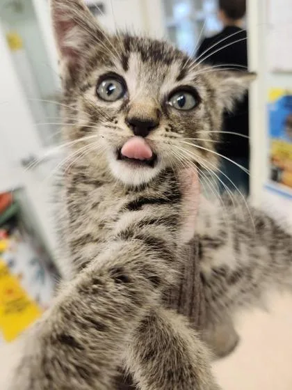 A young small-sized male Domestic Short Hair cat named Alistar for adoption in Columbus, IN