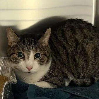 An adult large-sized male Gray / Blue / Silver Domestic Short Hair cat named Thor for adoption in Asheville, NC