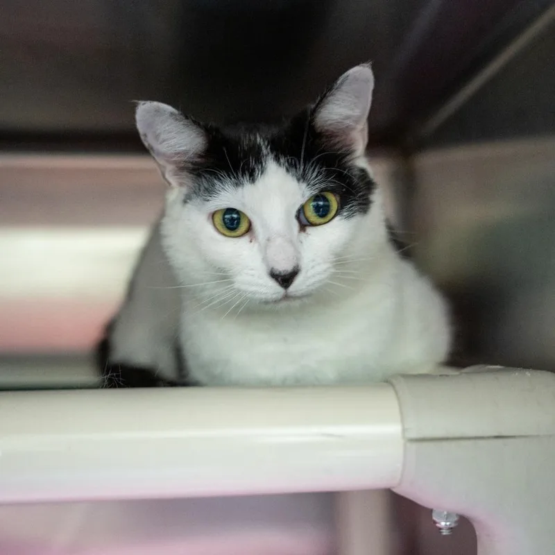 A young medium-sized female White Domestic Short Hair cat named Avery for adoption in Gainesville, GA