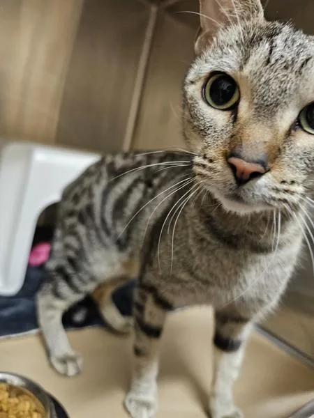 A young small-sized female Domestic Short Hair cat named Nirvana for adoption in Kennewick, WA