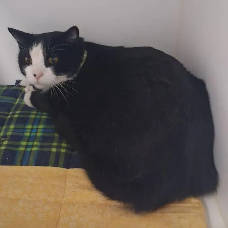 A senior medium-sized male Black Domestic Short Hair cat named Binx for adoption in Kingman, AZ