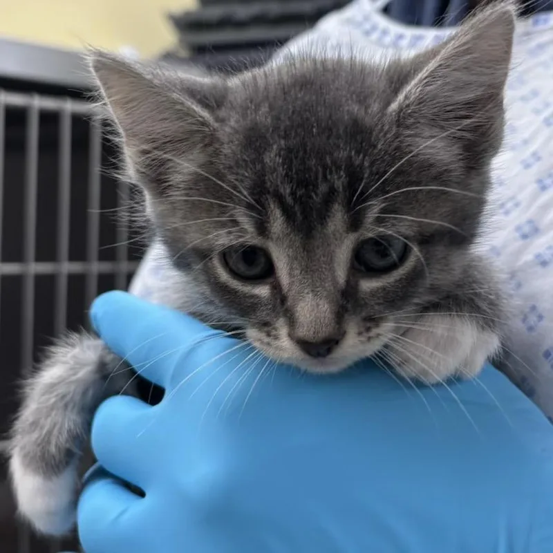 A baby small-sized female Gray / Blue / Silver Domestic Short Hair cat named Brooke for adoption in West Palm Beach, FL
