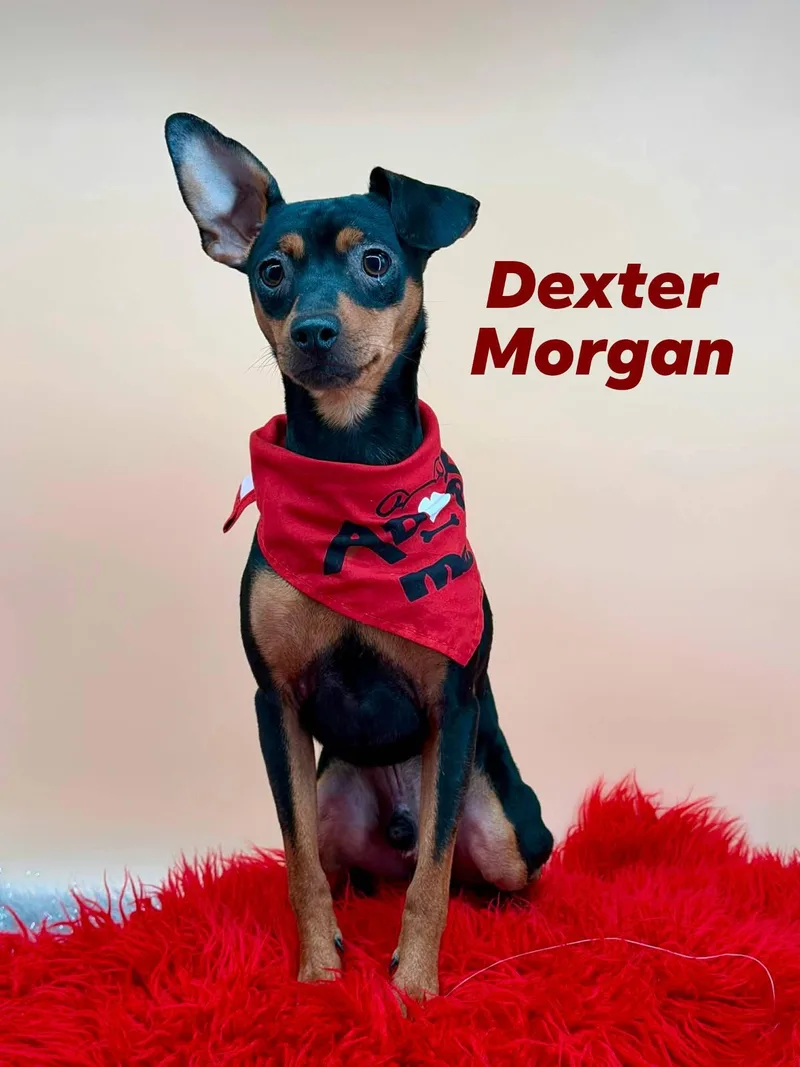 A young small-sized male Black Miniature Pinscher dog named Dexter for adoption in Sevierville, TN