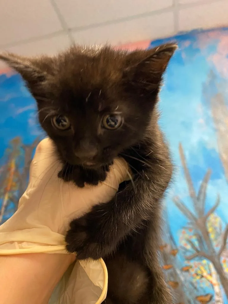 A baby small-sized male Domestic Short Hair cat named Umbreon for adoption in New Braunfels, TX