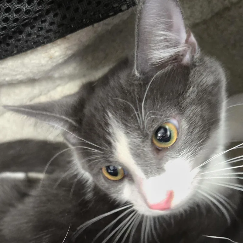 A baby small-sized male Gray / Blue / Silver Domestic Short Hair cat named Grayson for adoption in Newark, NJ