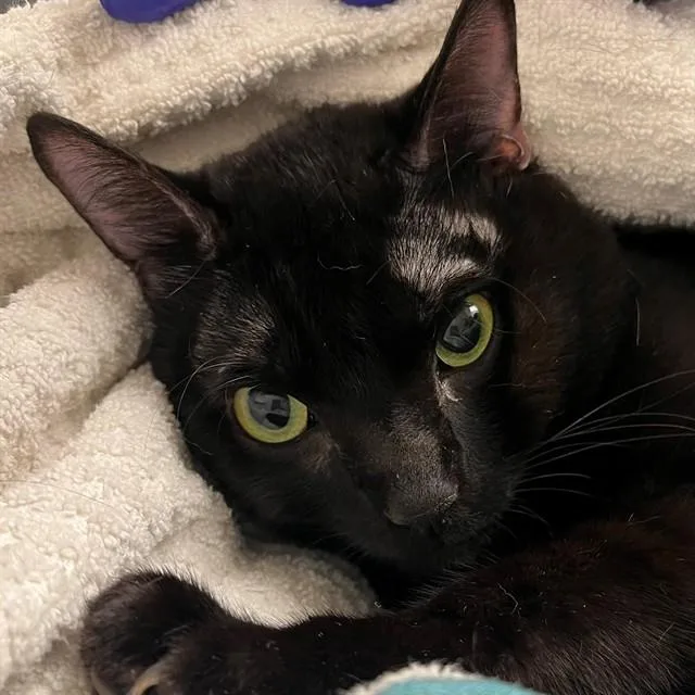 A young medium-sized male Domestic Short Hair cat named Robbie for adoption in Naples, FL