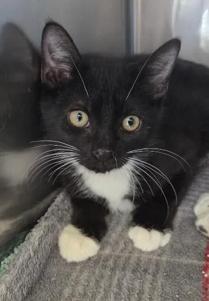 A baby medium-sized male Black Domestic Short Hair cat named Jersey for adoption in East Brunswick, NJ