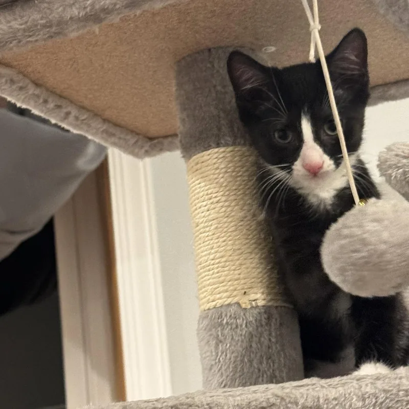 A baby small-sized male Black Domestic Short Hair cat named Luigi for adoption in Georgetown, KY