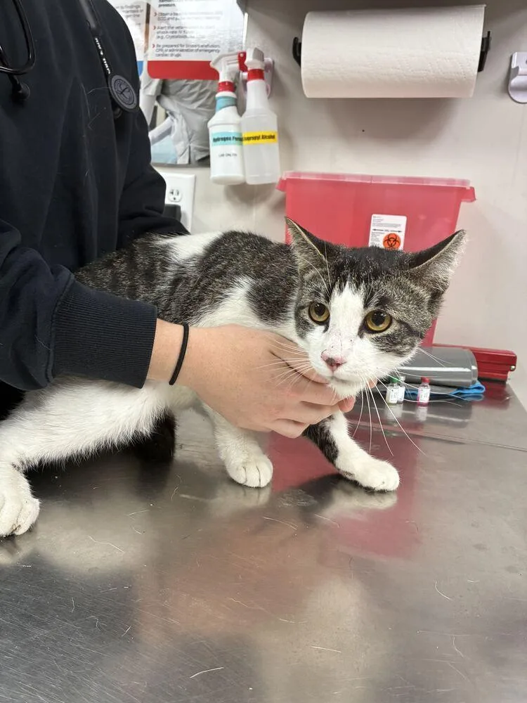 A young medium-sized male Domestic Short Hair cat named Tigger for adoption in Marietta, GA