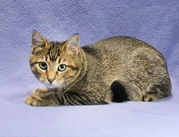 A young large-sized male Tabby (Brown / Chocolate) Domestic Short Hair cat named Hearttrob for adoption in Overland Park, KS