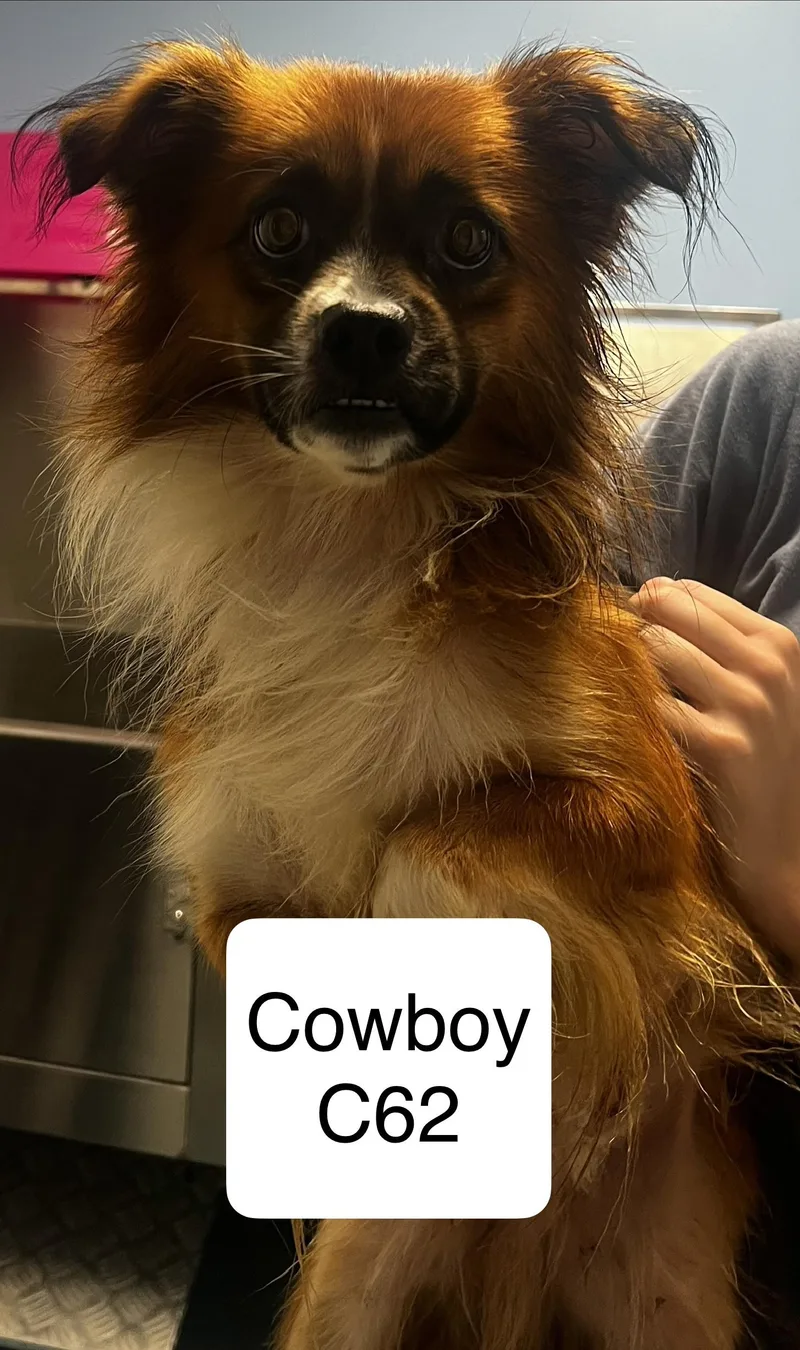 Cowboy
