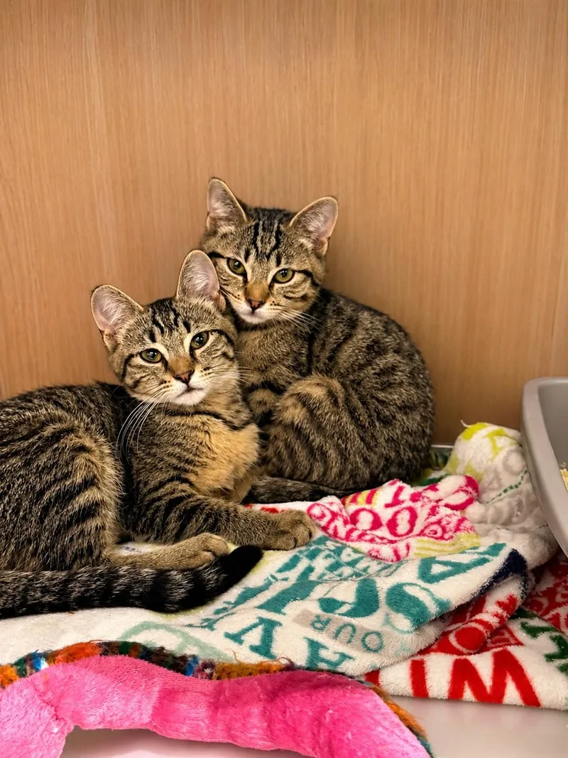 A baby small-sized female Domestic Short Hair cat named Bubbles for adoption in Rio Linda, CA