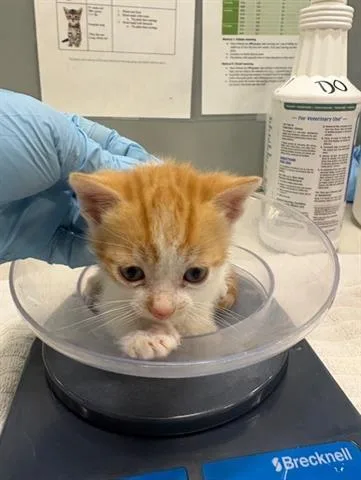 A baby small-sized male Domestic Short Hair cat named Jingie for adoption in San Martin, CA