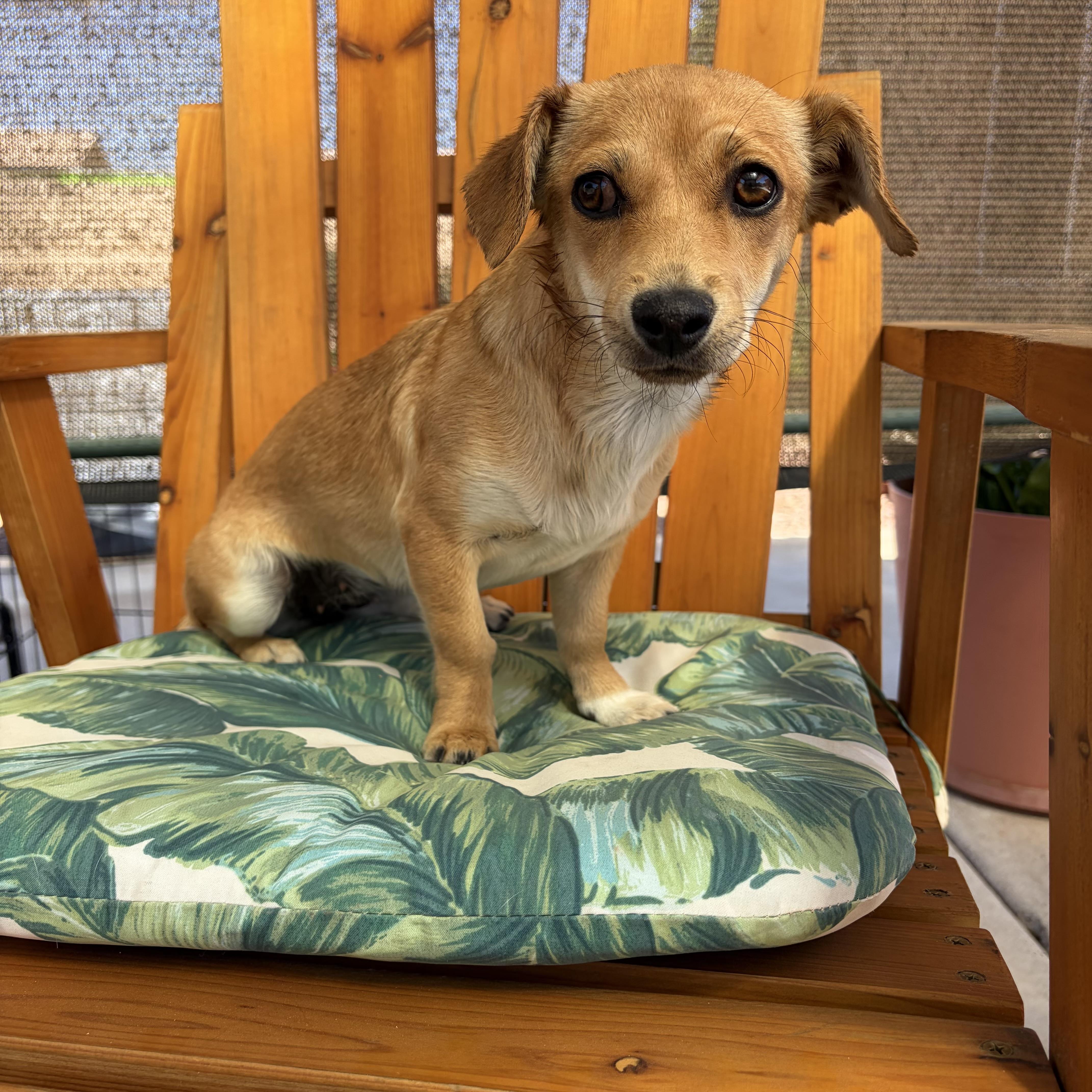 A baby small-sized female Yellow / Tan / Blond / Fawn Chiweenie dog named Waffles for adoption in Phoenix, AZ