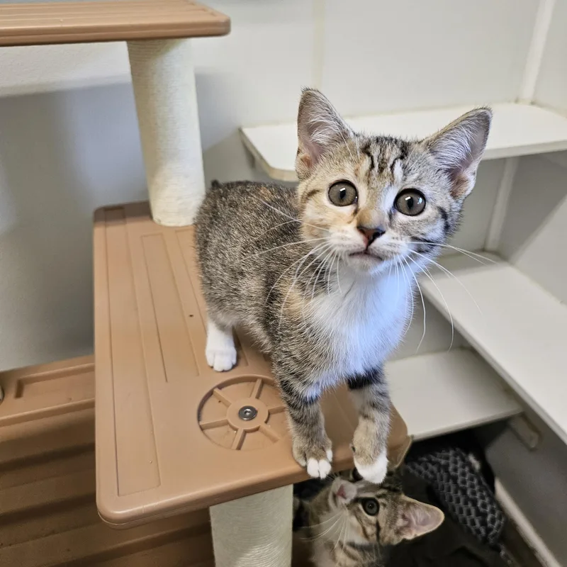 A baby medium-sized female Tabby (Brown / Chocolate) Domestic Short Hair cat named Kaylee for adoption in Waynesville, NC