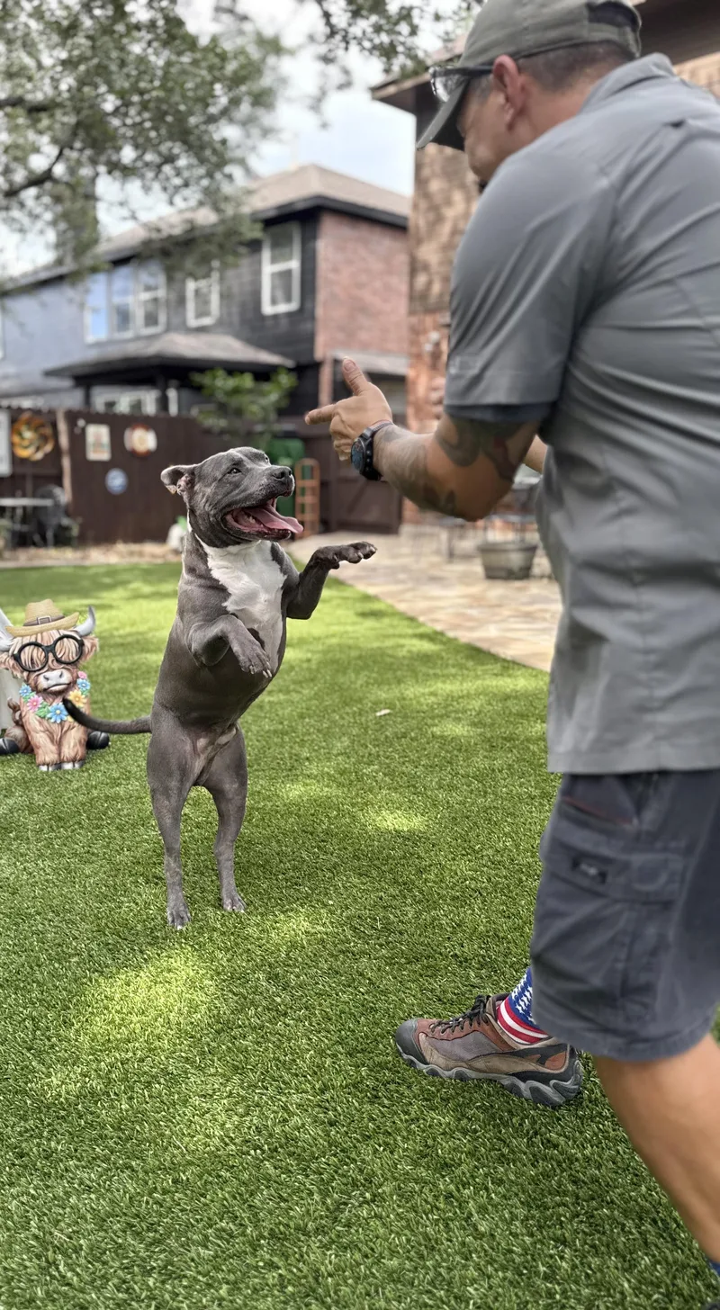 A senior medium-sized male American Staffordshire Terrier dog named Diesel for adoption in Mico, TX