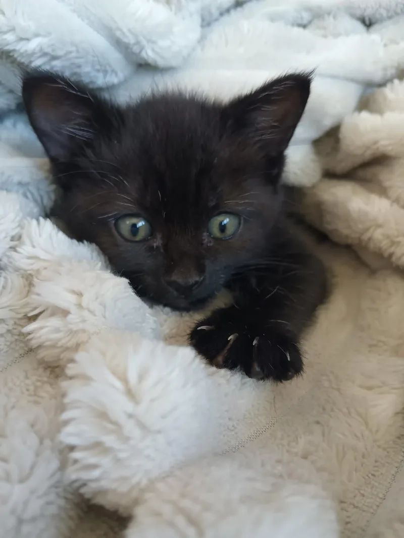 Maestro