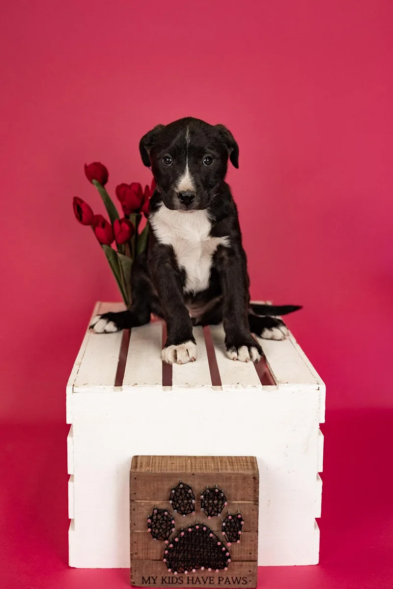A baby medium-sized female Pit Bull Terrier dog named 274-26 for adoption in Brighton, CO