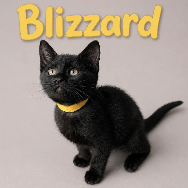 A baby medium-sized female Black Domestic Short Hair cat named Blizzard for adoption in Oviedo, FL
