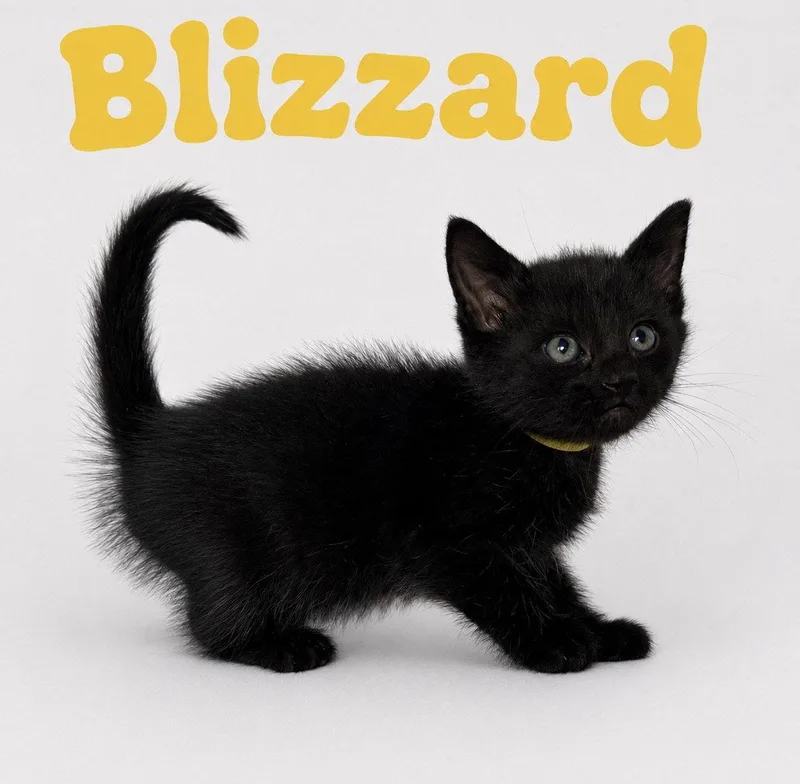 Blizzard thumbnail 2