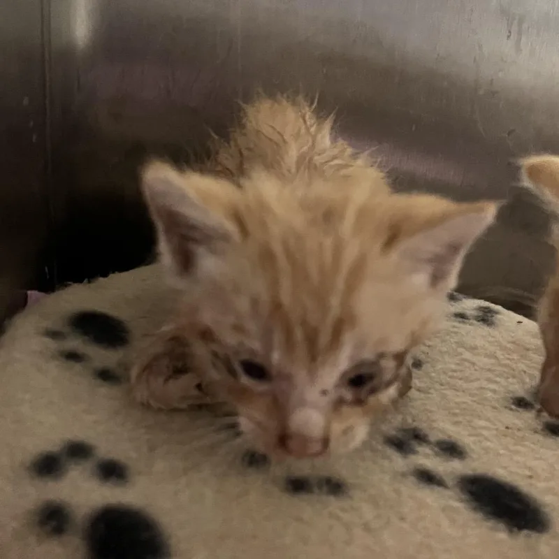 A baby small-sized male Domestic Short Hair cat named Cinnamon for adoption in Richmond Hill, GA