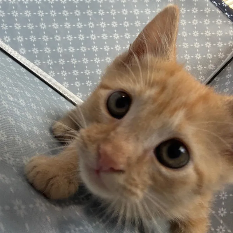 Cinnamon thumbnail 2